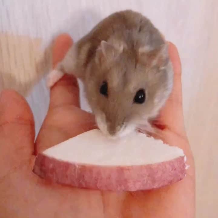 小桃音まいのインスタグラム：「初動画🍓 そち宛にもらったおやつを先にいただくおぬし🐹💓 ななちゃん&まませぶん様ありがとうございます、、😭🙏🏻💓 #ハムスター #ハムスターのいる生活 #ハムスター動画 #ハムスター部 #ハムスターグラム #ハムスタグラム #はむすたぐらむ #はむすたー #hamster #hamsters #hamstergram #hamsterlove #ハムスター好きな人と繋がりたい #おぬし #もぐもぐ #初動画 #ペット #りんご #pet」