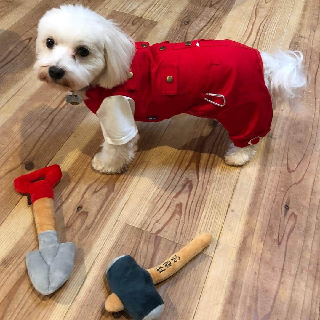 森泉さんのインスタグラム写真 - (森泉Instagram)「Helping mama's DIY❗️ #犬壱 #犬用ニッカポッカ」10月13日 11時15分 - izumi.mori