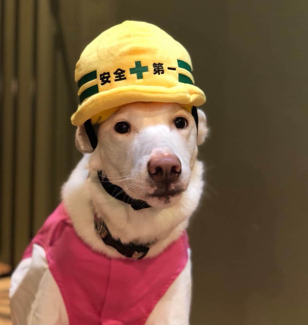 森泉さんのインスタグラム写真 - (森泉Instagram)「Construction⁉️ #犬壱 #犬用ニッカポッカ」10月13日 11時12分 - izumi.mori