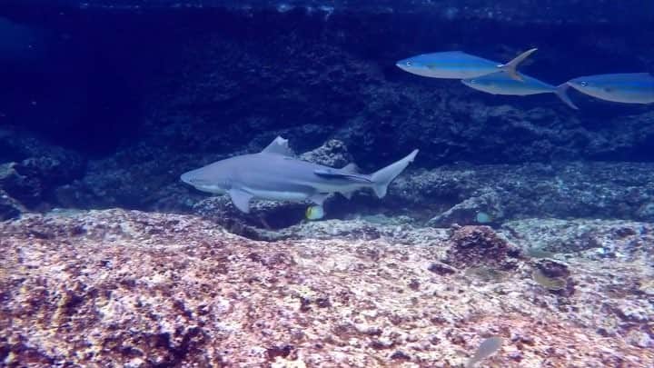 H I R O M I M O R I Y Aのインスタグラム：「Shark shark😝😝 Blacktip reef shark🦈🦈 ピピ島のシュノーケルではほとんどいけないポイント。浅瀬にサメがいるけどダイビングじゃないとここには連れてってくれないよ🦈🦈 @gopro @goprojp @gopromx @goprothailand @divermag  @scubadivingmag @divingphoto  #scubadiving #divinglife #gopro #goprojp #gopromx #goprodiving #goproscuba  #shark #goprosharks」