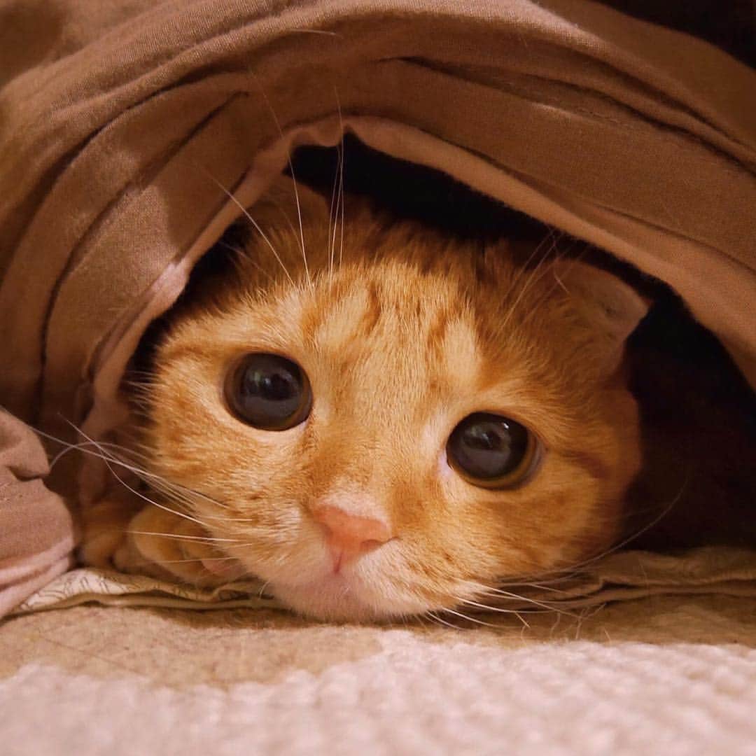 ashmiemuのインスタグラム：「I'm warm and comfy in my bed. . お布団大好き」