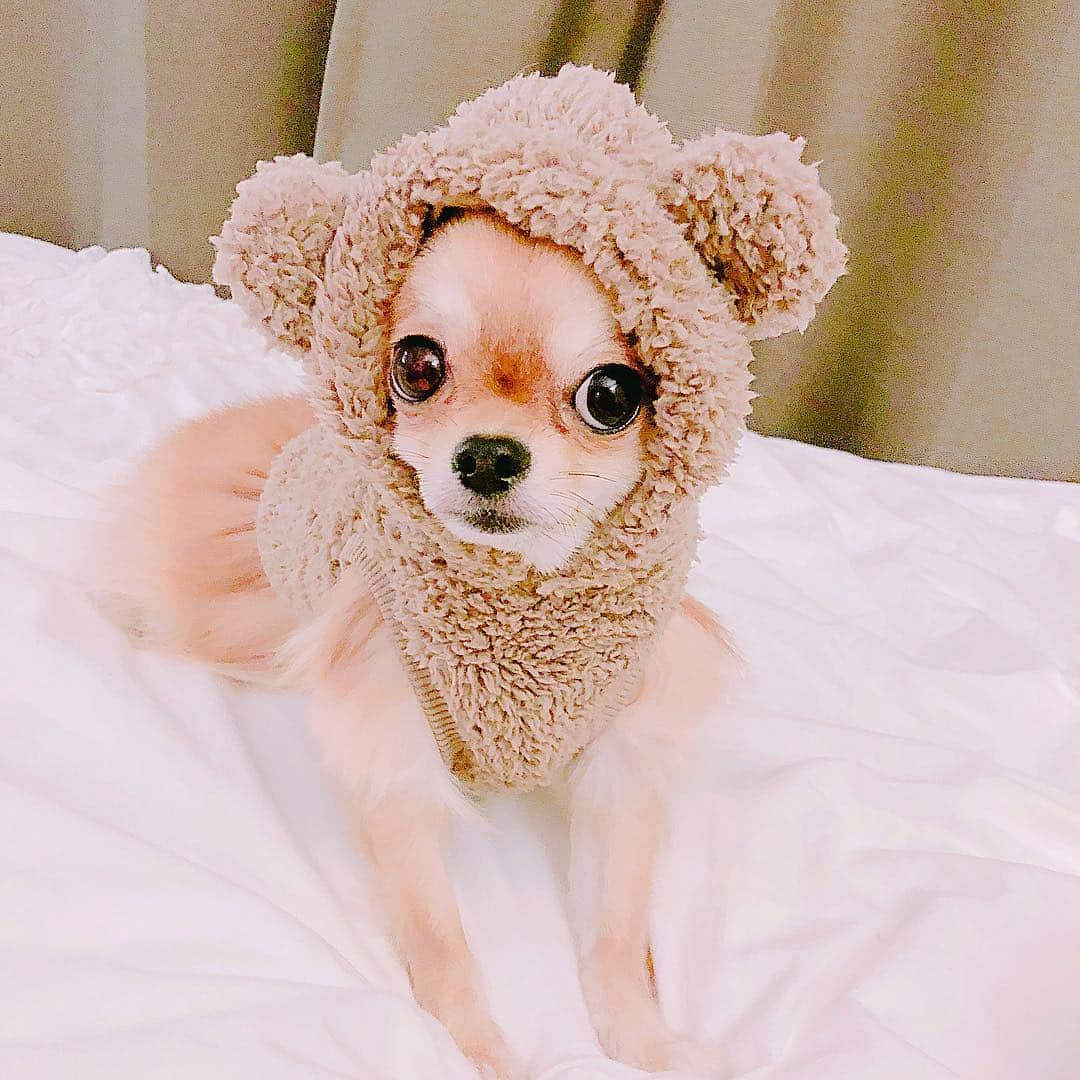 天木じゅんさんのインスタグラム写真 - (天木じゅんInstagram)「. . My angel🐻🐻🐻💭 コロネちゃん . . ちょっとお洋服小さいかったね… もう一個サイズ大きいの 買ってきてあげるからね♥️ #じゅんコロ #コロネちゃん #愛犬 #ロングコートチワワ」10月13日 16時04分 - jun.amaki