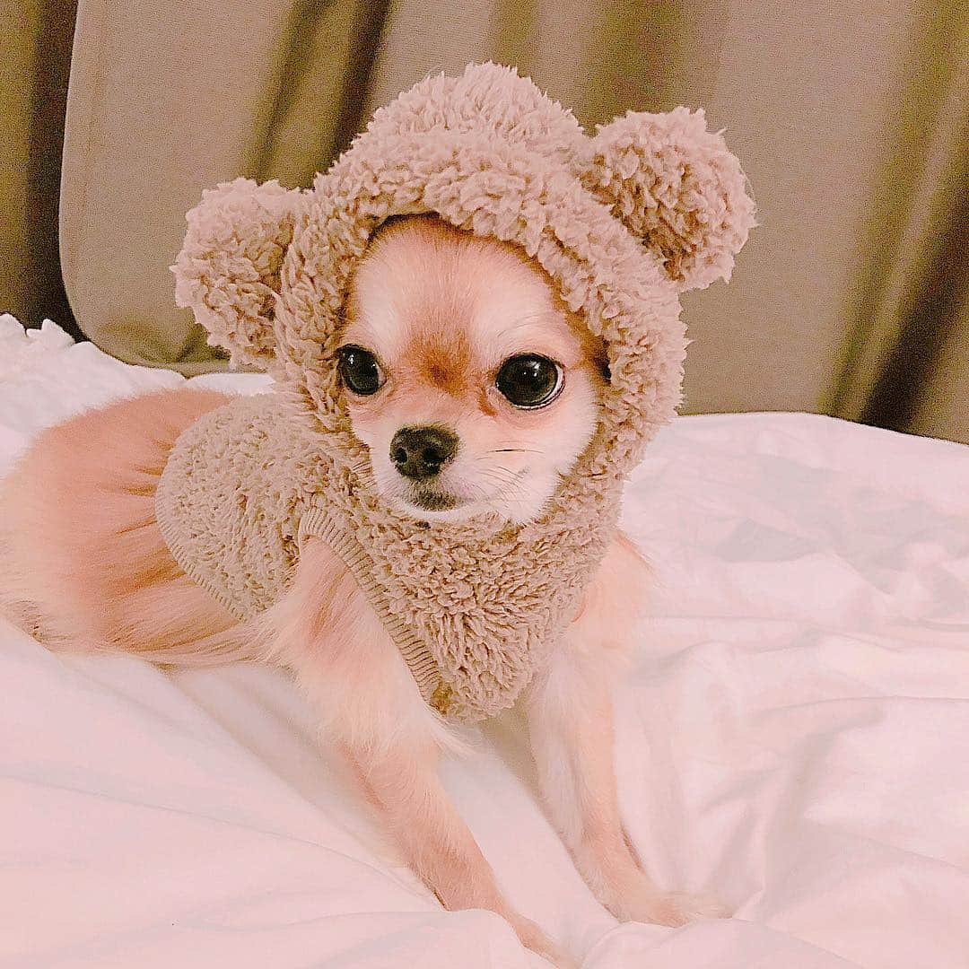 天木じゅんさんのインスタグラム写真 - (天木じゅんInstagram)「. . My angel🐻🐻🐻💭 コロネちゃん . . ちょっとお洋服小さいかったね… もう一個サイズ大きいの 買ってきてあげるからね♥️ #じゅんコロ #コロネちゃん #愛犬 #ロングコートチワワ」10月13日 16時04分 - jun.amaki