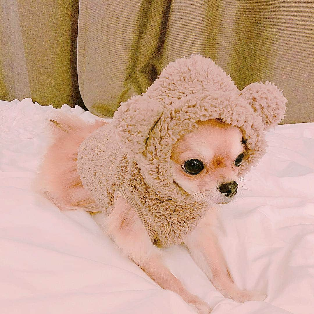 天木じゅんさんのインスタグラム写真 - (天木じゅんInstagram)「. . My angel🐻🐻🐻💭 コロネちゃん . . ちょっとお洋服小さいかったね… もう一個サイズ大きいの 買ってきてあげるからね♥️ #じゅんコロ #コロネちゃん #愛犬 #ロングコートチワワ」10月13日 16時04分 - jun.amaki