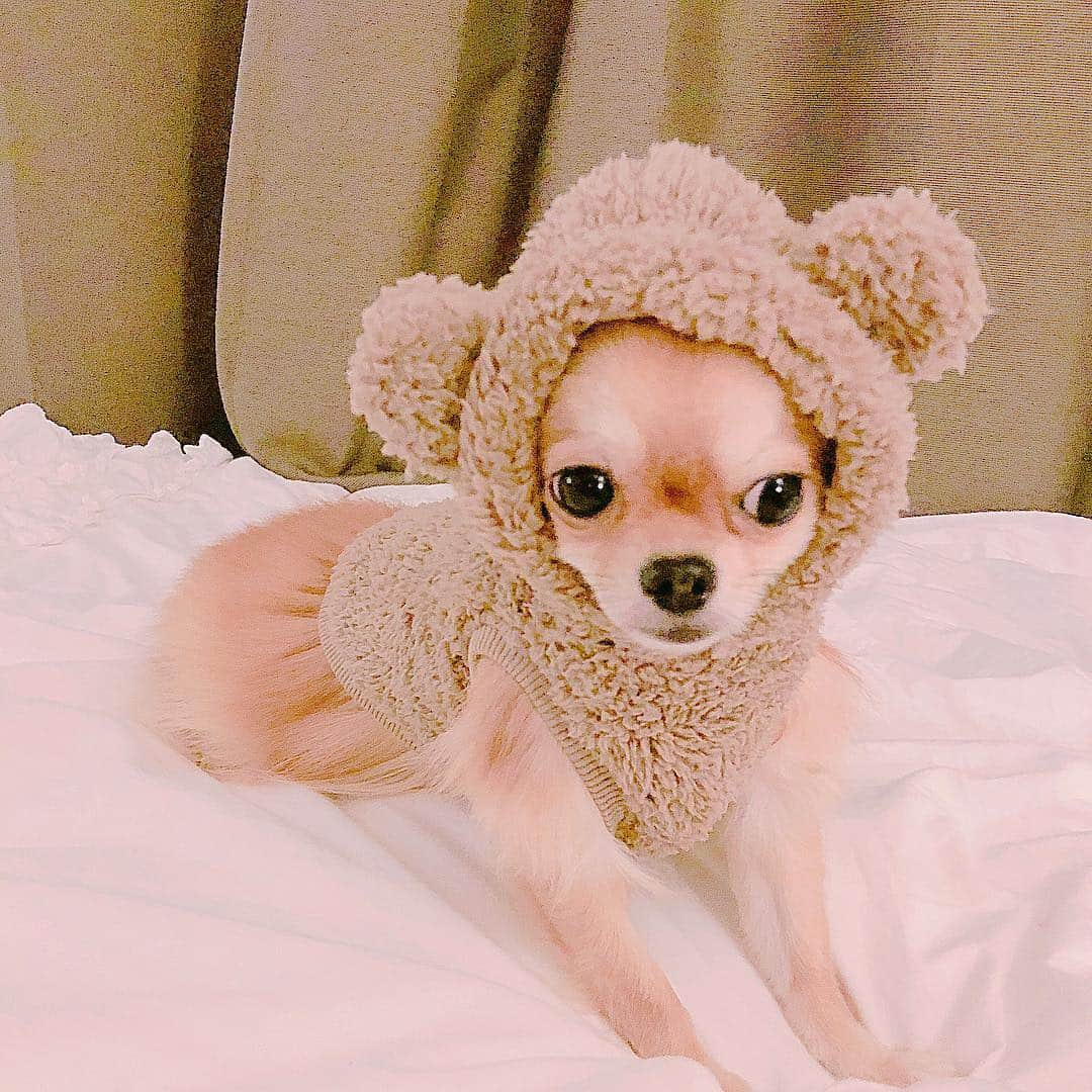 天木じゅんさんのインスタグラム写真 - (天木じゅんInstagram)「. . My angel🐻🐻🐻💭 コロネちゃん . . ちょっとお洋服小さいかったね… もう一個サイズ大きいの 買ってきてあげるからね♥️ #じゅんコロ #コロネちゃん #愛犬 #ロングコートチワワ」10月13日 16時04分 - jun.amaki