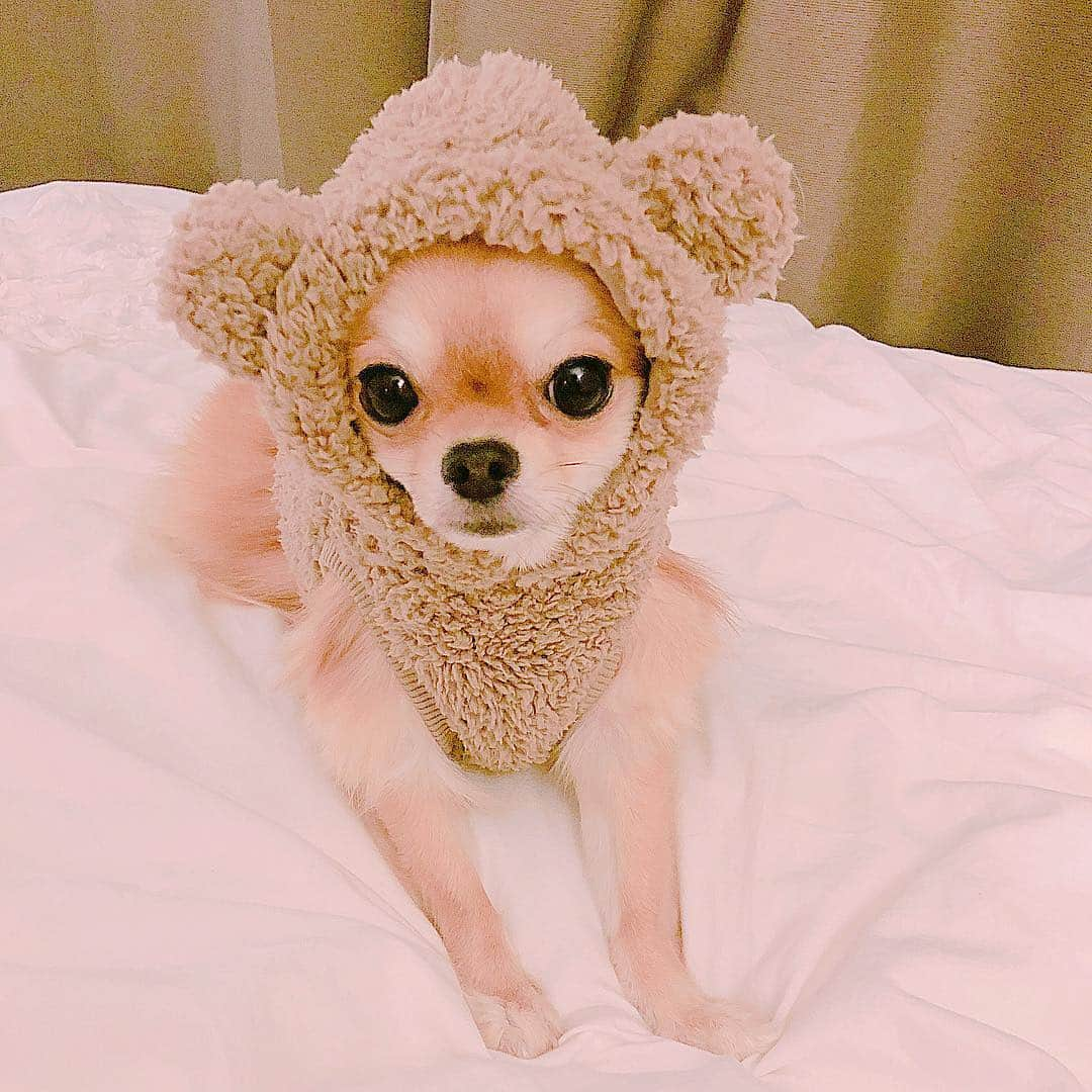 天木じゅんさんのインスタグラム写真 - (天木じゅんInstagram)「. . My angel🐻🐻🐻💭 コロネちゃん . . ちょっとお洋服小さいかったね… もう一個サイズ大きいの 買ってきてあげるからね♥️ #じゅんコロ #コロネちゃん #愛犬 #ロングコートチワワ」10月13日 16時04分 - jun.amaki