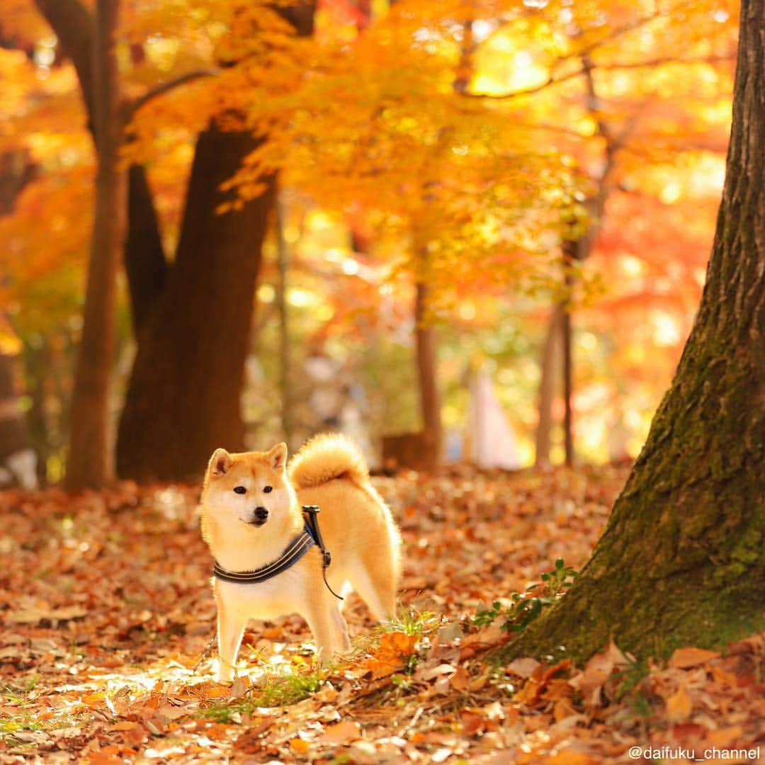 だいふくさんのインスタグラム写真 - (だいふくInstagram)「柴犬だいふくの全力秋ぱーと4🍁🐶 落ち葉カサカサ楽しいね😉 Autumn🍂 #全力秋 #まだ早いって  #紅葉 #落ち葉」10月13日 22時28分 - daifuku_channel