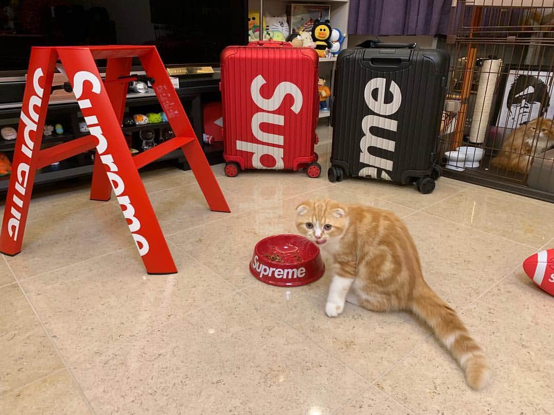 HIKAKINのインスタグラム：「😍 #まるお  #もふこ  #supreme」