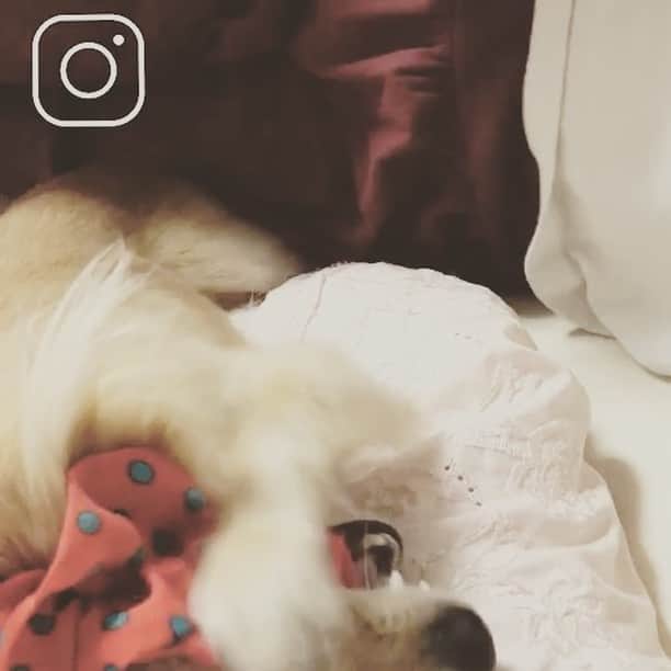のインスタグラム：「ぴっぴ シュシュで遊んでたら自爆w 飼い主、助けず、ただただかわいいからカメラを回すw  #愛犬 #ぴっぴ #チワックス #シュシュ  #かわいい #たまらん #親バカ  #俳優 #actor #chiwax  #五代了平  #日本 #japan」