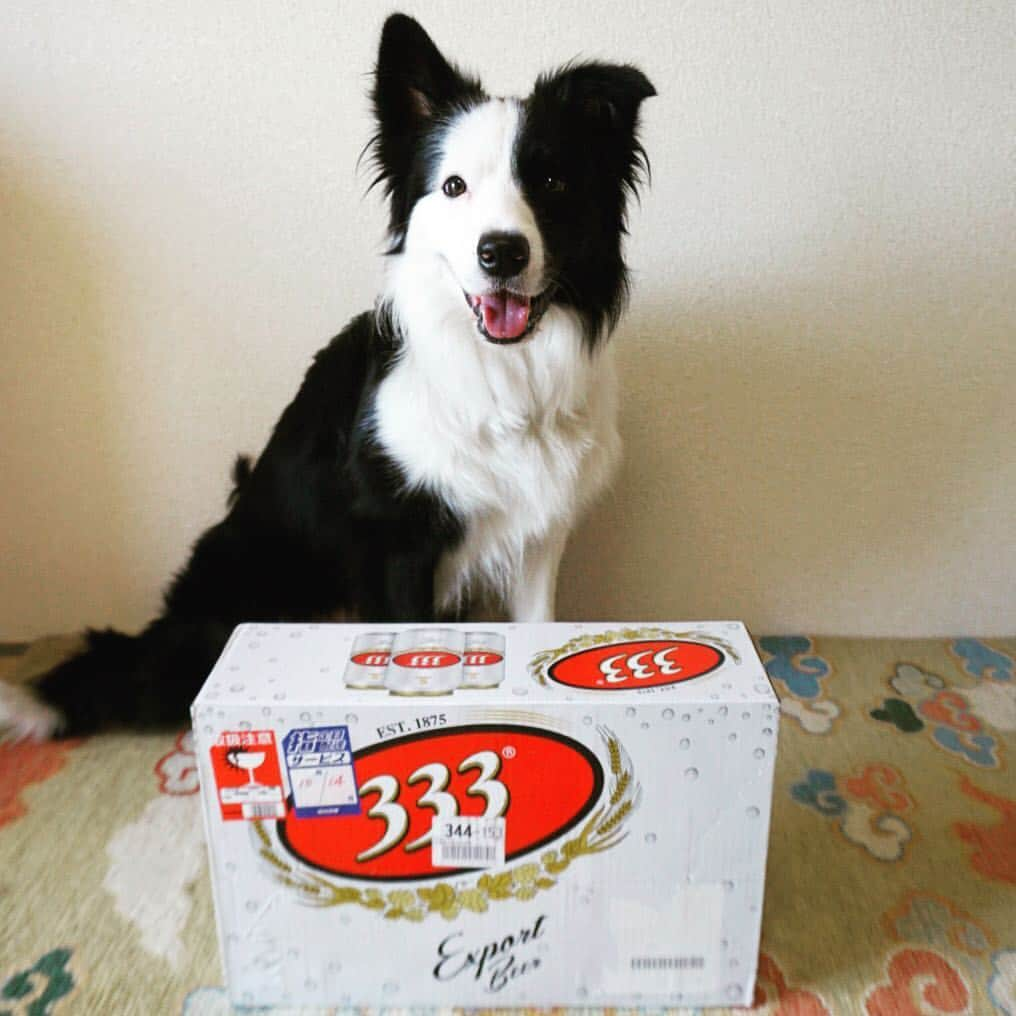 Dogfactoryのインスタグラム：「本日、ベトナムビールの３３３のキャンペーンで当たったビールが届きました！ @ikemitsuvietnambeer さん、ありがとうございました！嫁さんのベトナム料理を肴にいただきます。 #nationalpuppyday #instapuppy #dogforlife #doglover #puppylove #bordercolliesofinstagram  #innocent #puppy #わんパクチー #dogoftheday #dogsofinstagram  #bordercolliesofinstagram ‭#犬バカ部 #いぬら部 #ボーダーコリー #bordercollie #dog #dogs #dogstagram #instabordercollie #ボーダーコリー大好き #dogoftheday #dogofthedayjp #面ずれ #パクチー #ボーダーコリーパクチー #パクチーボーイ #897 #ผักชี #phakchi‬ #面ズレ #ハーフフェイス」