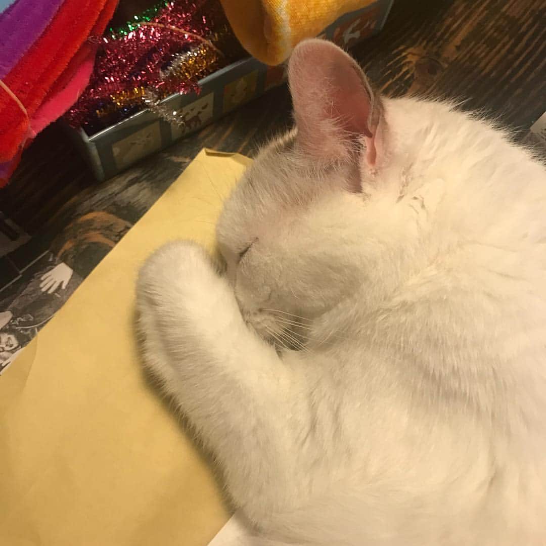 のインスタグラム：「#ilovecat」