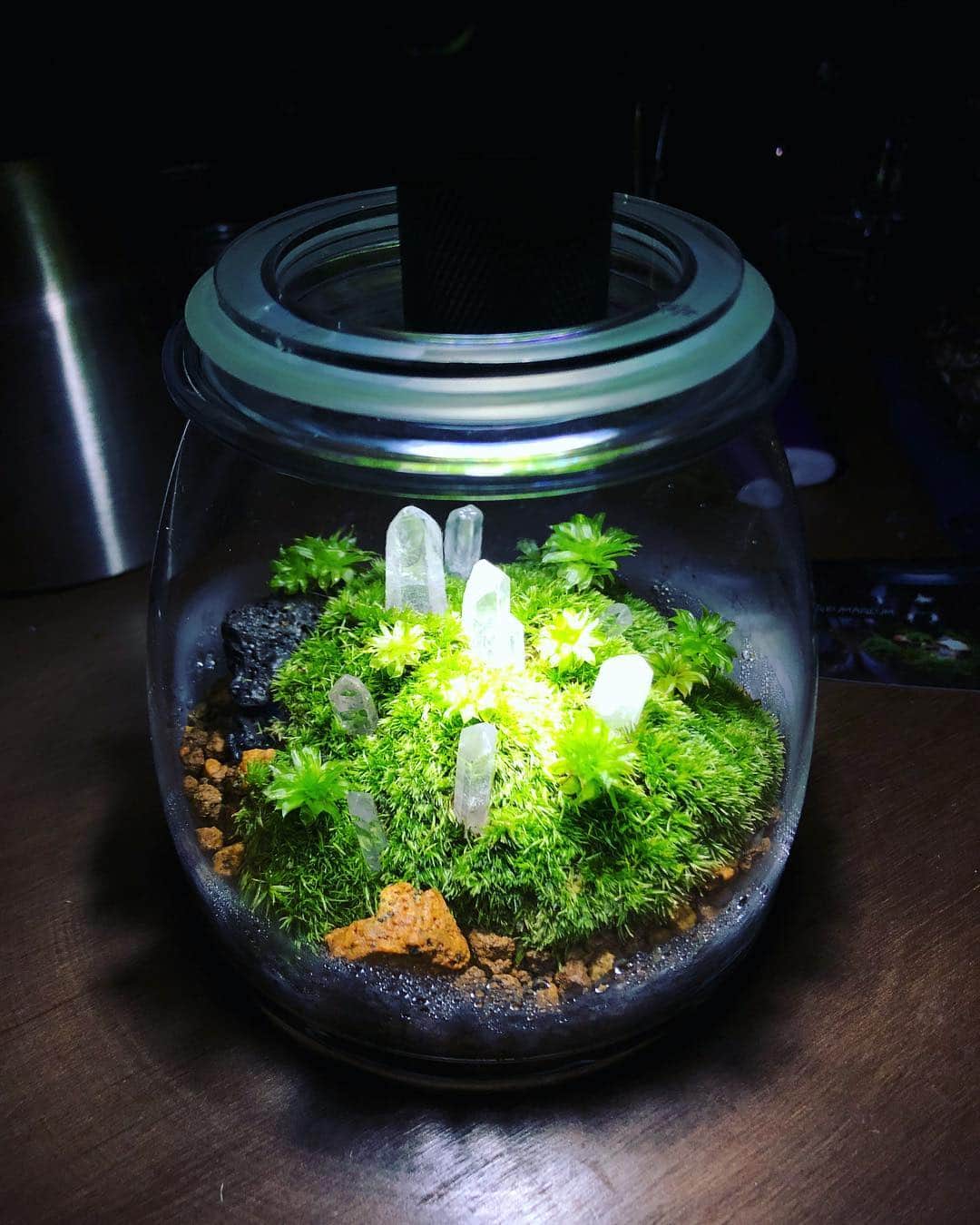 金成公信さんのインスタグラム写真 - (金成公信Instagram)「またひとつ作品が仕上がりました。水晶と苔。素晴らしい作品ですね。#苔テラリウム #mossterrarium #moss #水晶 #ホソバオキナゴケ #カサゴケ」10月15日 23時47分 - bonsai_chiba