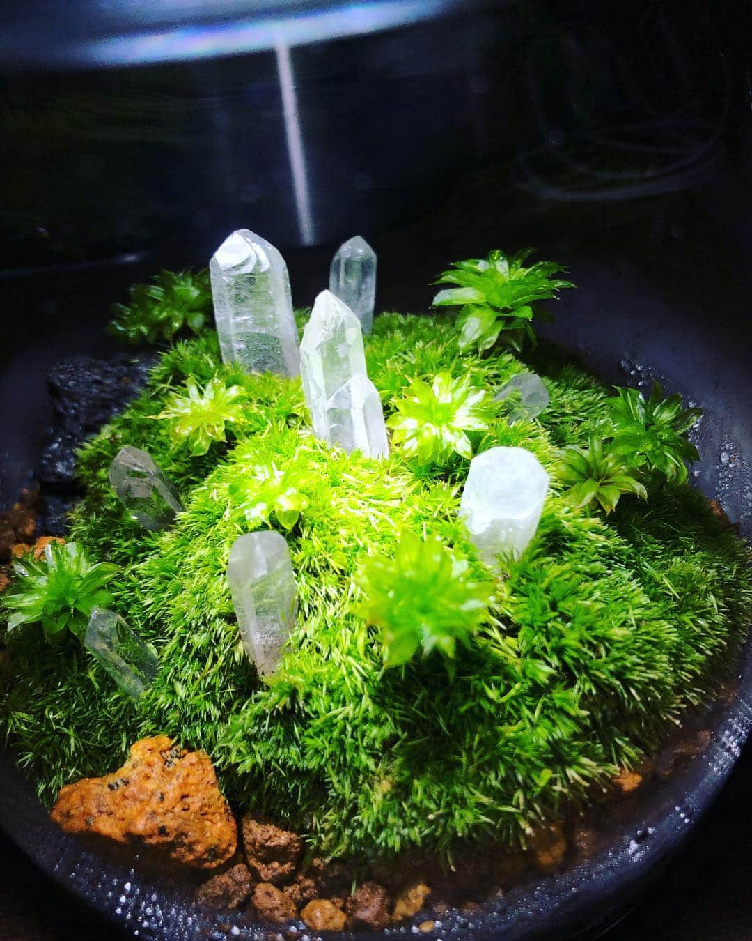 金成公信さんのインスタグラム写真 - (金成公信Instagram)「またひとつ作品が仕上がりました。水晶と苔。素晴らしい作品ですね。#苔テラリウム #mossterrarium #moss #水晶 #ホソバオキナゴケ #カサゴケ」10月15日 23時47分 - bonsai_chiba