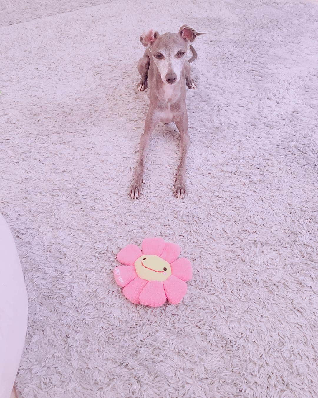 志村玲那さんのインスタグラム写真 - (志村玲那Instagram)「#イタグレ #italiangrayhound #IG #cute #久々 #CIEL #愛犬 #癒し #dog #かわいい #大好き #あまったれ #遊んでって言ってる #かわいすぎる」9月22日 17時09分 - rena_shimura