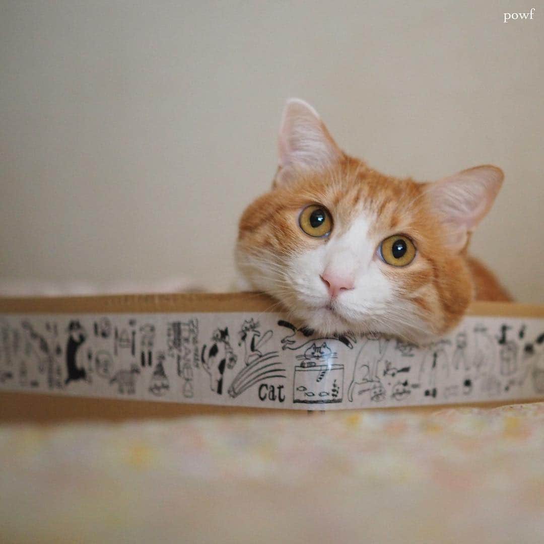 anemone_69のインスタグラム：「. . . #にゃま首 #ハカセとキョウジュ #redtabby #redtabbyandwhite #茶トラ白 #cat #猫 . .」