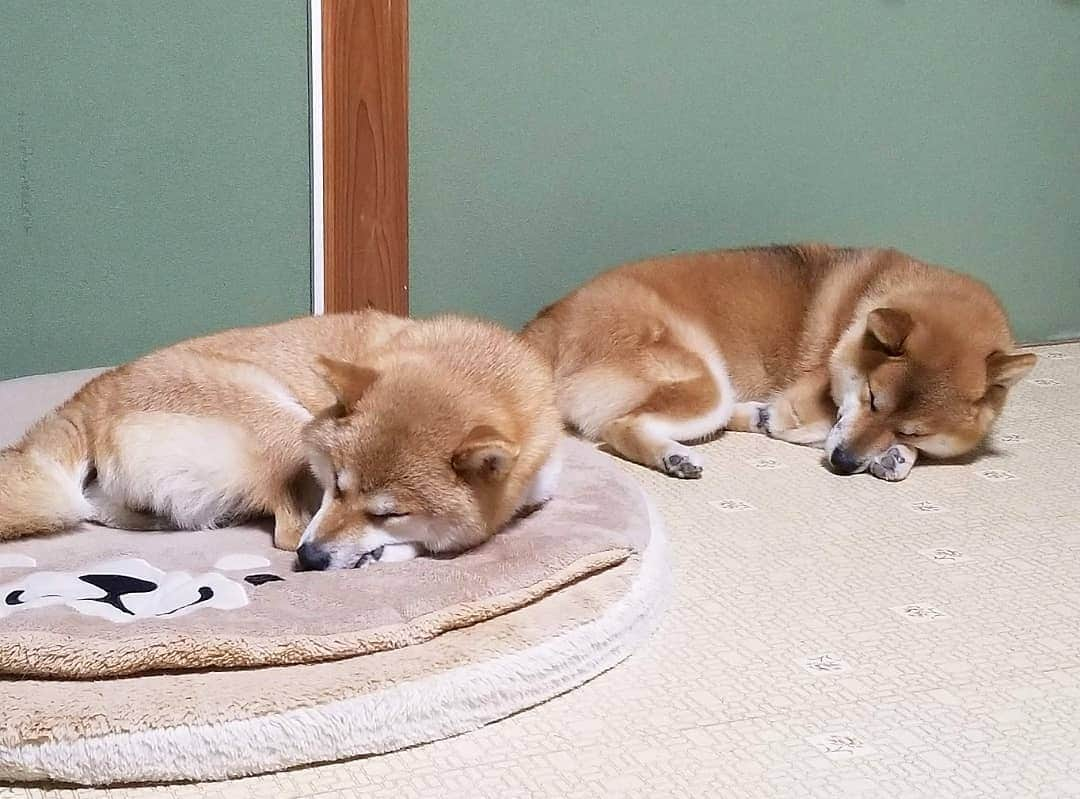 柴犬たま Shibainu Tamaさんのインスタグラム写真 - (柴犬たま Shibainu TamaInstagram)「定期的にやってくるシンクロ特集(笑) * Caption trans🇬🇧 Their synchronization is periodically(lol) * #柴犬たま #たママ #たま家族 #柴犬ミケ #シンクロ寝 #親子シンクロ #似た者親子 #仲良し親子 #寝相 #寝顔 #左右対称 #あご乗せ #かなりひし形 #柴犬 #shiba #shibainu #shibastagram #犬 #dog #多頭飼い」9月22日 20時18分 - tama7653