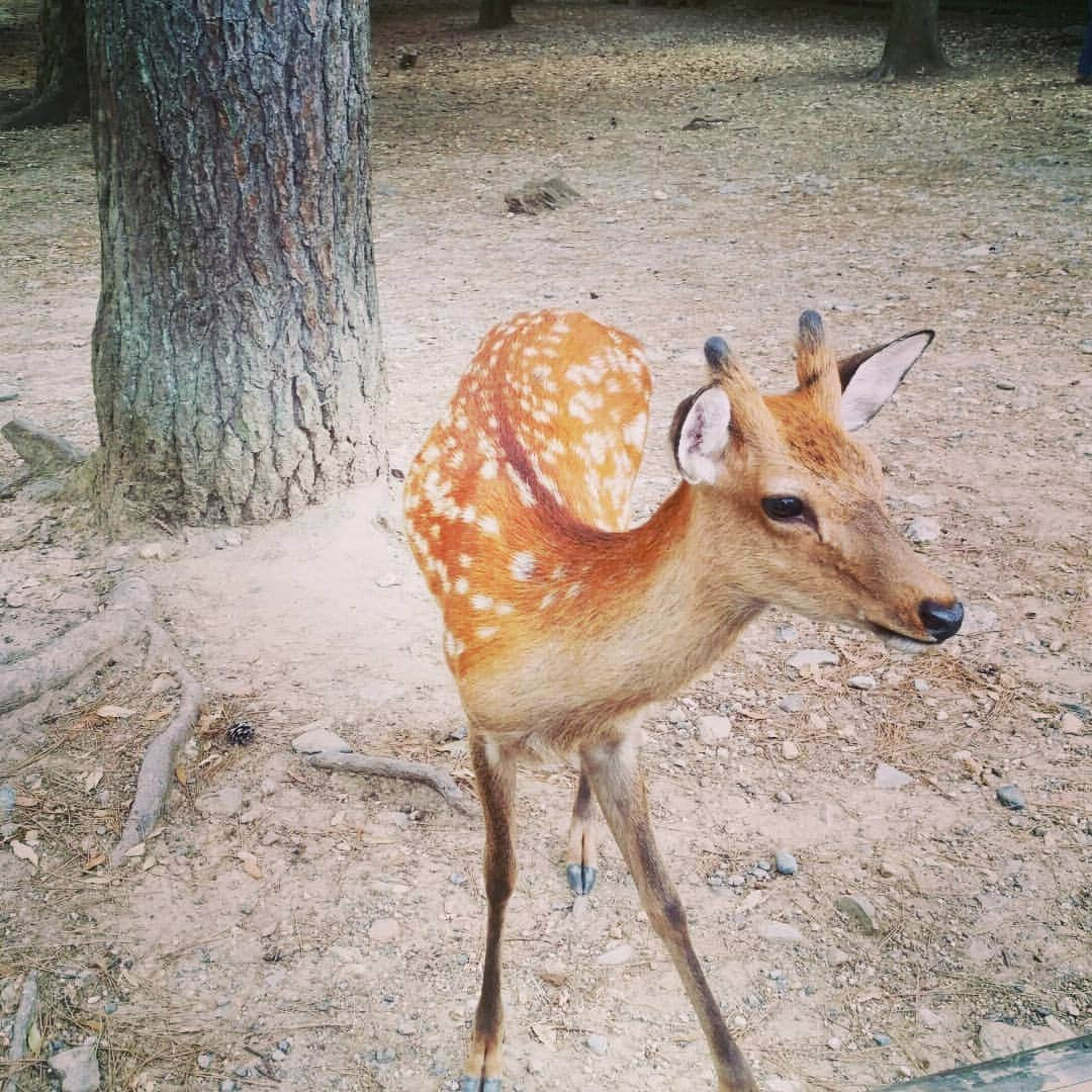 甲斐まり恵さんのインスタグラム写真 - (甲斐まり恵Instagram)「『これ、表紙で使っていただけますよね？巨匠！』 #Nice #ポージング #鹿界の #スーパーモデル #beautiful #奈良 #JAPAN #ありがとう #巨匠」9月22日 23時55分 - marie_kai_0613