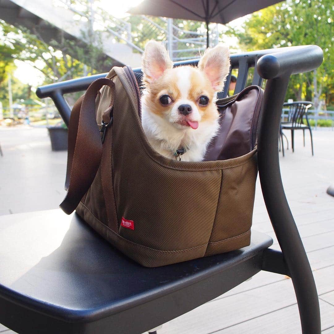 ちまさんのインスタグラム写真 - (ちまInstagram)「I won a prize in the funny dog face contest🐶🎉 The prize is a nice bag！ ＊ @chihuahua_fes さんの funny dog face(変顔)コンテスト入賞賞品を いただきました🐶✨ ・ インスタのお友達が愛用しているのを見て ずーっと欲しかった @freestitch さんの バルコディスクエアトート👜💕 軽くて機能性も抜群！なによりおしゃれ🐶✨ ੯•́ ੇᎮ ੯•́ ੇᎮ ੯•́ ੇᎮ ੯•́ ੇᎮ ੯•́ ੇᎮ ੯•́ ੇᎮ #チワワ #chihuahua #ชิวาวา #ふわもこ部 #PECOいぬ部 #犬 #dog #sniffandbarkens #huffpostgram #buzzfeed #9gag #thedodo #animalsco #babyanimalsco #mydogiscutest #barkbox #WeeklyFluff #cutepetclub #petsvideo #animalvideo」9月23日 1時05分 - chima.chihuahua