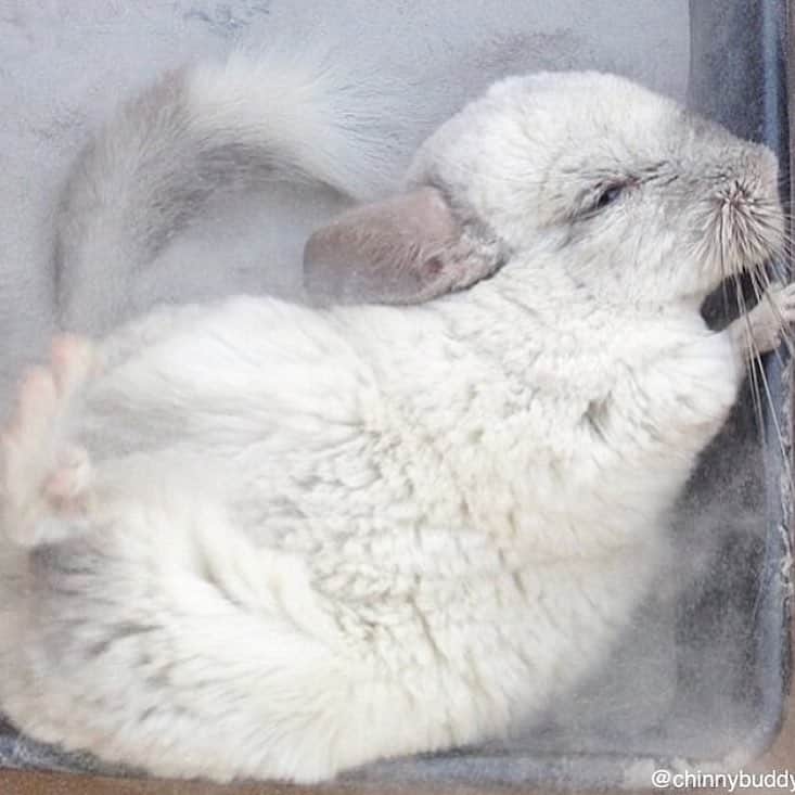 Mr. Bagelのインスタグラム：「Dust bath time! 🛀 #MrBagel #chinchilla . . . . #chinchillin #chinnybuddy #chinchillagram #bunnymama #chinchillasofinstagram #dailyfluff #cutepetclub #friendlypets #petparenthood #gotchaday #pawnation #9gag #petsofinstagram #saveourplanet #weeklyfluff #wayfairpetsquad #petsmart #armtheanimals #cutestpets #petsquad #adoptdontshop #chinchillas #친칠라 #친칠라쥐」