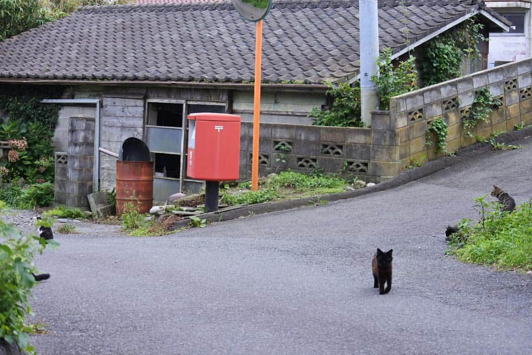 中山美香さんのインスタグラム写真 - (中山美香Instagram)「田代島。 . . . #田代島 #石巻 #宮城 #石巻市 #宮城県 #猫 #ねこ #cat #cats #chat #ilovecat  #instacat #catlover #cute #catoftheday  #mignon #browntabby #catsofinstagram #catstagram #love #ishinomaki #miyagi #japan」9月23日 11時23分 - mika5nakayama