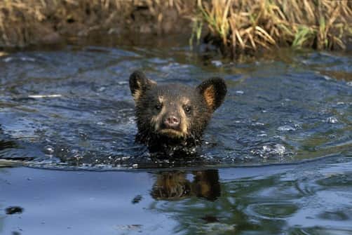 Bearsのインスタグラム：「Just keep swimming 🐻❤️💦 #bear #bears #brownbear #animal #animals #cute #adorable #belovedbears #saveouranimals #saveourbears #love #weloveanimals #bearcub #cub」