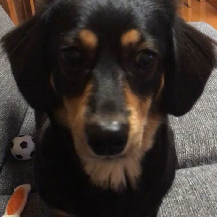 まさのインスタグラム：「ボールの奪い合い⚽️#ミニチュアダックスフント #ブラックタン #犬 #ミニチュアダックスフンド」
