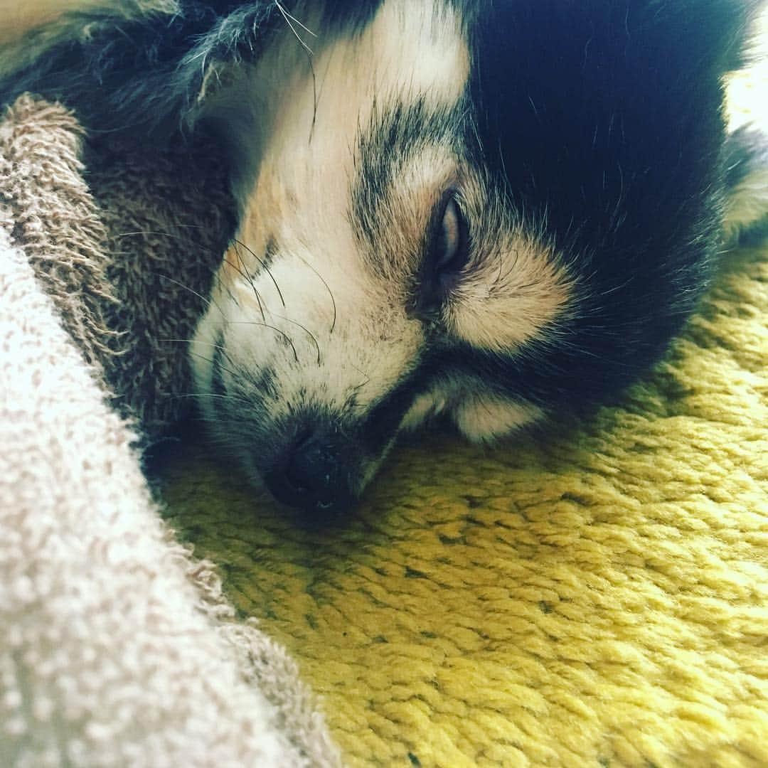 井上貴美さんのインスタグラム写真 - (井上貴美Instagram)「天使の寝顔。 目ぇ乾かぬのか？ . #dog #白目 #明日で15歳 #ばーば #チワワ」9月24日 13時48分 - takami__213