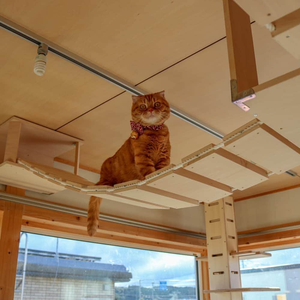 マアルさんのインスタグラム写真 - (マアルInstagram)「猫部屋を満喫中のチャビちゃん😺お客様の猫さん紹介です。 #北海道 #旭川 #ペットホテル #マンチカン #munchkin」9月24日 22時59分 - psmaaru