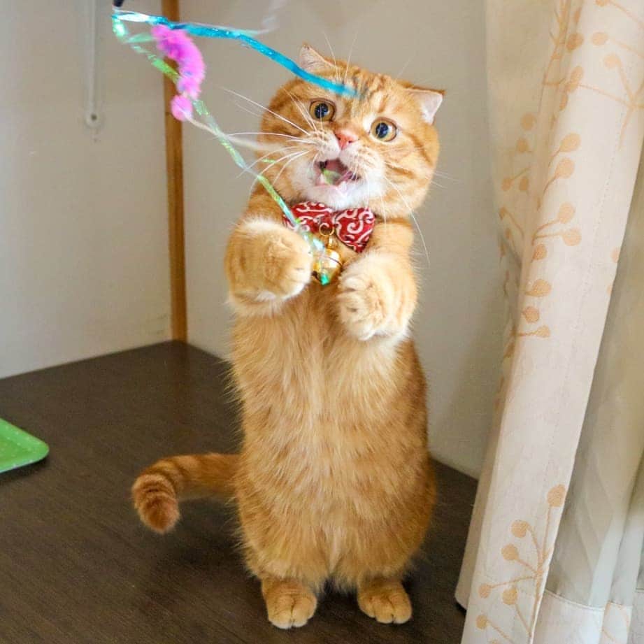 マアルさんのインスタグラム写真 - (マアルInstagram)「この表情、キュンキュンします、チャビちゃん😺お客様の猫さん紹介です。 #北海道 #旭川市 #猫ホテル #マンチカン #munchkin」9月24日 23時01分 - psmaaru