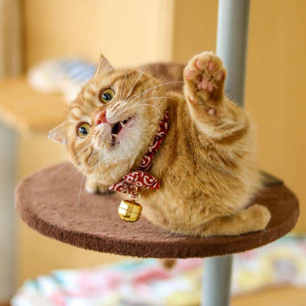 マアルさんのインスタグラム写真 - (マアルInstagram)「この表情、キュンキュンします、チャビちゃん😺お客様の猫さん紹介です。 #北海道 #旭川市 #猫ホテル #マンチカン #munchkin」9月24日 23時01分 - psmaaru