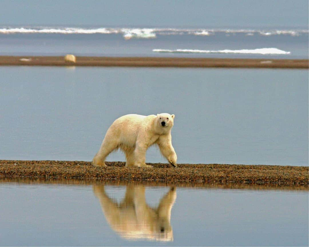 Polar Bearsのインスタグラム：「Last stroll on dry land for the season as ice (hopefully) is on its way.🙂 . Thank you for supporting our mission. Link in Bio . #savepolarbears #polarcouture #savethearctic #saveourseaice #polarbear #climatechange #globalwarming#ice #sustainability # #sustainableliving #sustainablestyle #saveouroceans #arcticprotection #northpole #orsopolare #ourspolaire #monaco #cotedazur #principautedemonaco #frenchriviera #casualchic #wildlifeprotection #wildlifeadventures #plasticfreeoceans」