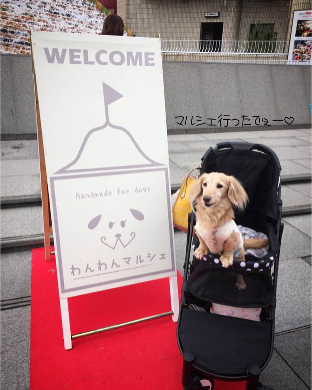 チズさんのインスタグラム写真 - (チズInstagram)「マルシェ♡マルシェ♡ 大誤算の渋滞🚗＆駐車場一時間待ち 出遅れたぁー😂💦 くそぉー😭涙 会えなかったお友達🐶 次回は是非仲良くしてね🙇‍♀️🙏 写真🤳いっぱい撮ったので 紹介させて下さい❤️ #わんわんマルシェ #わんわんマルシェ神戸 #声かけてくださった皆様 #ありがとう 🐶💕 #Mダックス #ダックス#ミニチュアダックス #ミニチュアダックスフンド #ミニチュアダックスクリーム #短足犬 #短足部 #カニンヘンダックス #関西ダックス#親父犬 #シニア犬 #犬なしでは生きていけません会 #🐶#💕#🐾 #インスタでわんこみるのが日課 ♡♡♡」9月25日 1時08分 - sqi.chizu