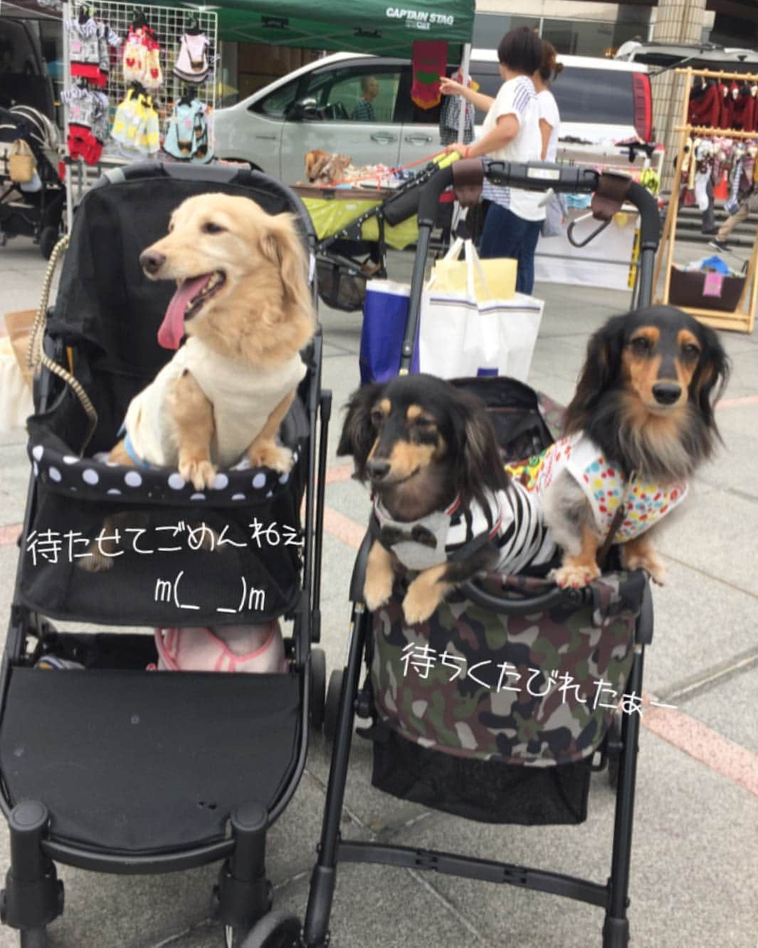 チズさんのインスタグラム写真 - (チズInstagram)「マルシェ♡マルシェ♡ 大誤算の渋滞🚗＆駐車場一時間待ち 出遅れたぁー😂💦 くそぉー😭涙 会えなかったお友達🐶 次回は是非仲良くしてね🙇‍♀️🙏 写真🤳いっぱい撮ったので 紹介させて下さい❤️ #わんわんマルシェ #わんわんマルシェ神戸 #声かけてくださった皆様 #ありがとう 🐶💕 #Mダックス #ダックス#ミニチュアダックス #ミニチュアダックスフンド #ミニチュアダックスクリーム #短足犬 #短足部 #カニンヘンダックス #関西ダックス#親父犬 #シニア犬 #犬なしでは生きていけません会 #🐶#💕#🐾 #インスタでわんこみるのが日課 ♡♡♡」9月25日 1時08分 - sqi.chizu