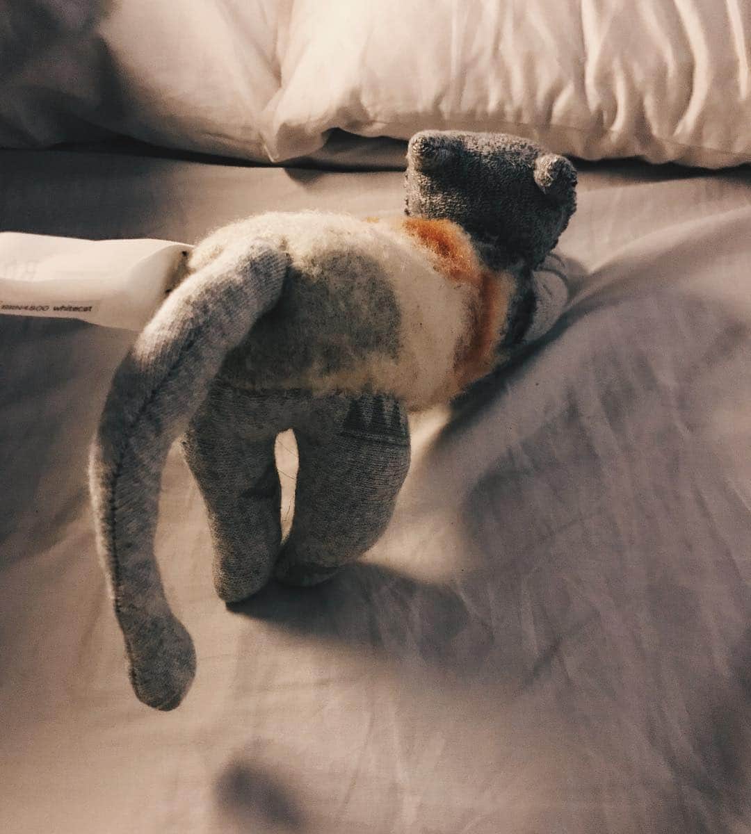 向井太一さんのインスタグラム写真 - (向井太一Instagram)「涼しくなってきたからベッドにきたうちの猫 #後ろ足の感じ #決め手はマズル」9月25日 1時17分 - iamtailjp