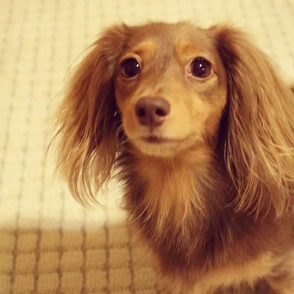 のインスタグラム：「あ、これも可愛い💓 親バカしつこい！  #カニンヘンダックスフント #カニンヘンダックスフンド #カニンヘンダックス #カニンヘン #カニンヘンチョコ #カニンヘンの会 #ダックスフンド #ダックスフント #ダックス #ダックス短足部 #ダックス部 #チョコタン #チョコタンダックス #わんこなしでは生きていけません会 #ワンコなしでは生きて行けません会 #いぬすたぐらむ #いぬばか部 #短足部 #親バカ部 #dachs #dachsund #dogstagram #east_dog_japan #instagramdogs #instadachs #kyounodachs #todayswanko #7pets_1day #inustagram #inutokyo」