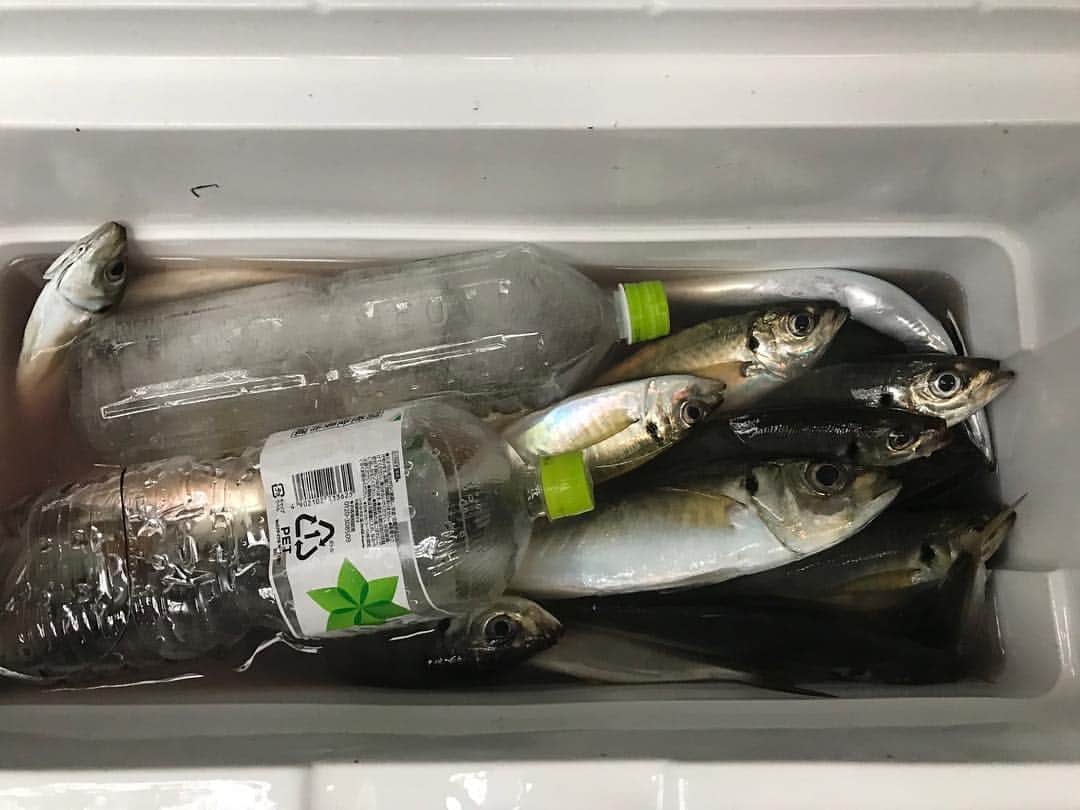井手大介のインスタグラム：「タチウオ釣りに行ったのに。w たくさんいただきましてありがとうございました！ #鯵最高」