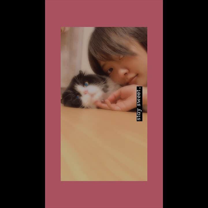 夏菜さんのインスタグラム写真 - (夏菜Instagram)「くろまる王子🐈 相変わらず、猫中の猫の態度。 そこが萌える。 #くろまる#スコティッシュフォールド」9月26日 0時02分 - natsuna_official