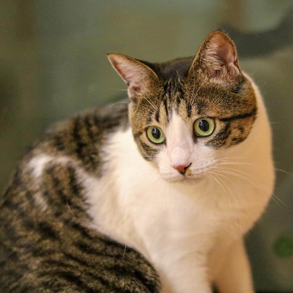 マアルさんのインスタグラム写真 - (マアルInstagram)「フェルトベット大好きテトちゃん😺お客様の猫さん紹介です。 #北海道 #旭川市 #ペットホテル #猫好きさんと繋がりたい」9月26日 0時06分 - psmaaru