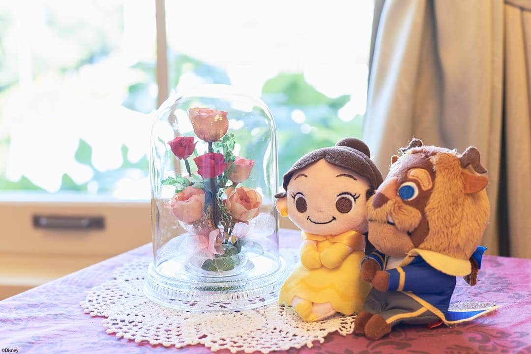 ちょっこりさん【公式】のインスタグラム：「#20180925 * 昨日見た景色をいつでも思い出せるように お花のレプリカをプレゼントしてくれたよ。 * #ちょっこりさん #ぬい撮り#ぬいぐるみ #chokkorisan#disney #takaratomyarts #ぬいぐるみと撮り隊 #disney写真部 #ちょっこりさん好きな人とつながりたい #美女と野獣」