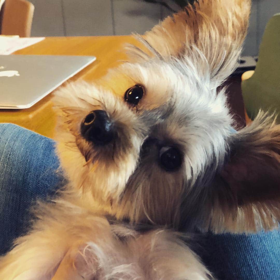 佐藤尚之のインスタグラム：「#ハテ  #斜頸でハテナってしてるからハテ  #保護犬  #ヨークシャーテリア」