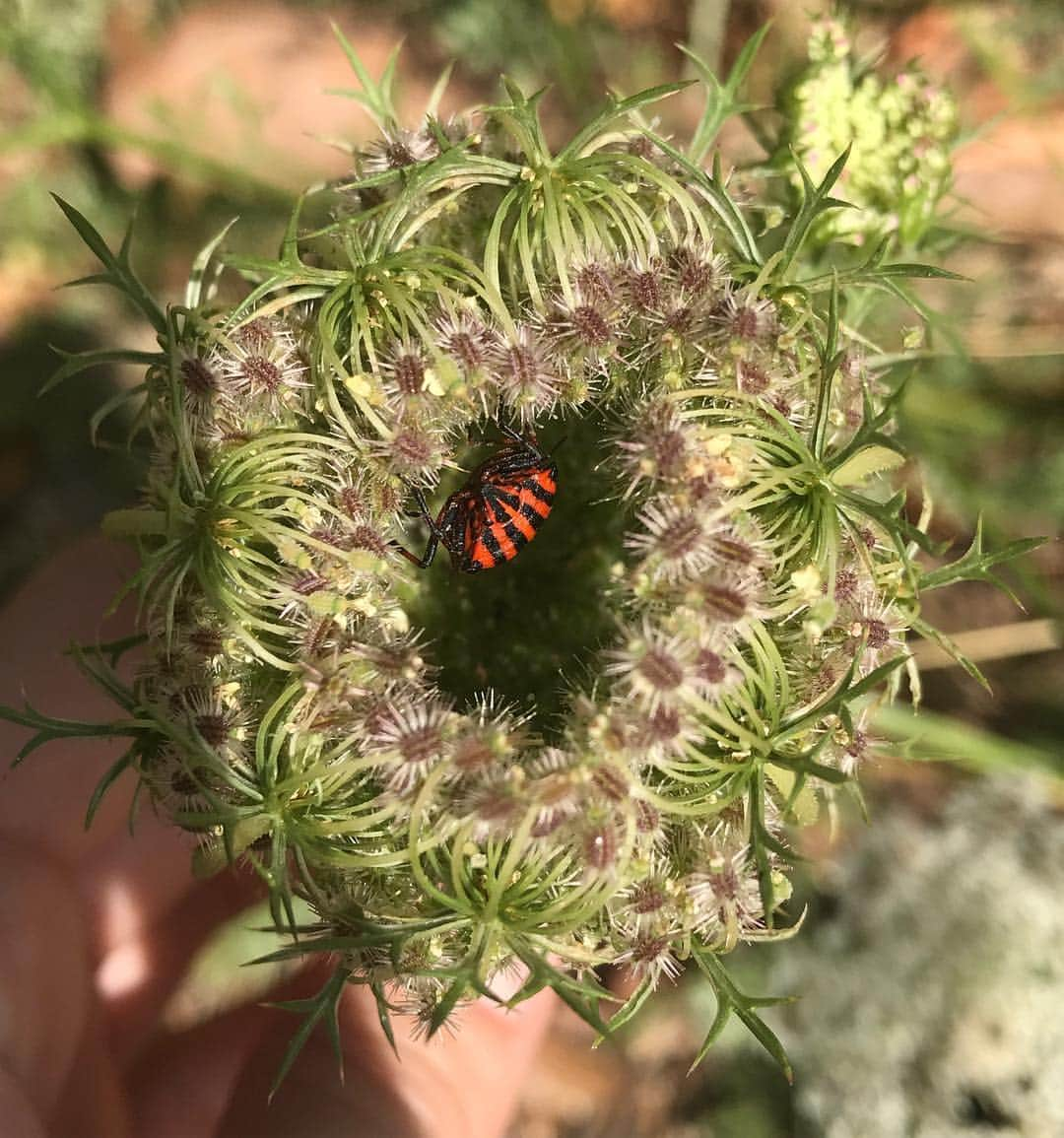 水原希子 さんのインスタグラム写真 - (水原希子 Instagram)「🐛💫🐞Fairies of the Universe 🧚🏼‍♀️🍃🌎」9月26日 16時34分 - i_am_kiko