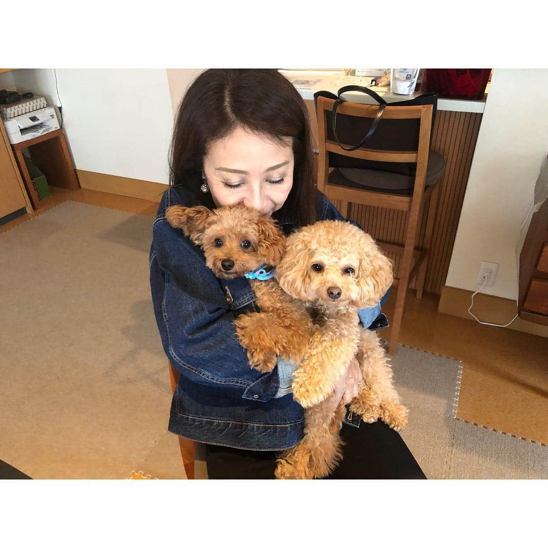 安藤絵里菜さんのインスタグラム写真 - (安藤絵里菜Instagram)「母と実家の愛犬ごん汰と一緒に、母のお友達のお家のプードルちゃんに会いに奈良へ🦌 . 両手に花…ではなく犬❤️ なんて贅沢😍 なかなか2人のカメラ目線は難しい😂 . ぐいぐい系女子🐶💓の華ちゃんの熱烈なアピールに、チキンごん汰はたじたじ（笑） . あぁ…かわいい . #大阪#雨#奈良#トイプードル#ふわもこ部#犬#愛犬#可愛い#美意識#痩せたい#綺麗になりたい#ダイエット#公開ダイエット#モチベーション#筋トレ#筋トレ女子#dog#followｍe#f4f#instadaily#instagood#rain#japan#girl#today#love#smile#happy#enjoy」9月26日 16時48分 - andoerina_official