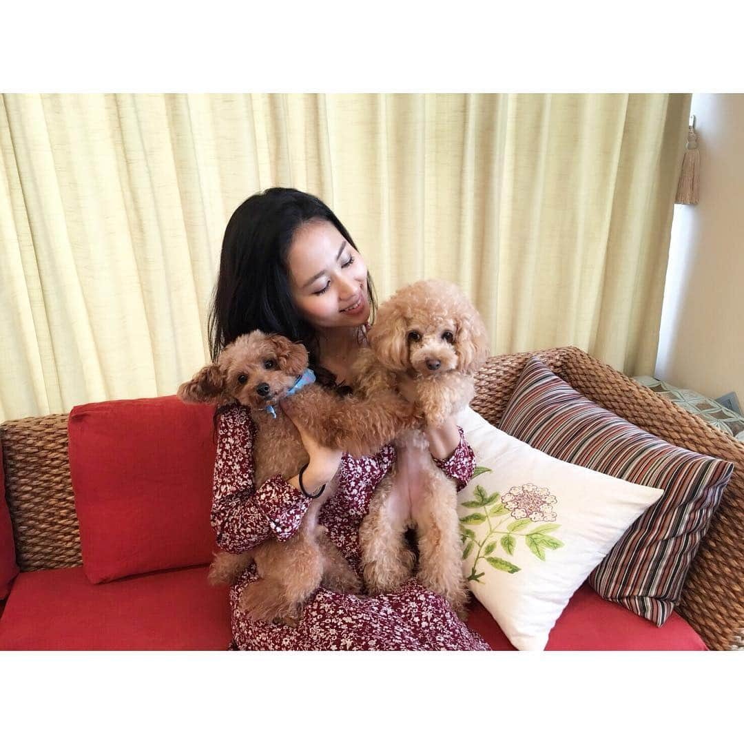 安藤絵里菜さんのインスタグラム写真 - (安藤絵里菜Instagram)「母と実家の愛犬ごん汰と一緒に、母のお友達のお家のプードルちゃんに会いに奈良へ🦌 . 両手に花…ではなく犬❤️ なんて贅沢😍 なかなか2人のカメラ目線は難しい😂 . ぐいぐい系女子🐶💓の華ちゃんの熱烈なアピールに、チキンごん汰はたじたじ（笑） . あぁ…かわいい . #大阪#雨#奈良#トイプードル#ふわもこ部#犬#愛犬#可愛い#美意識#痩せたい#綺麗になりたい#ダイエット#公開ダイエット#モチベーション#筋トレ#筋トレ女子#dog#followｍe#f4f#instadaily#instagood#rain#japan#girl#today#love#smile#happy#enjoy」9月26日 16時48分 - andoerina_official