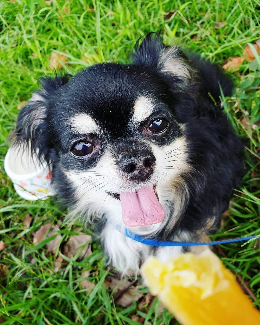 服部ひで子のインスタグラム：「🐶チワワのチワくん🐶  昔、お父さんが迷い犬を保護して、届け出たけど飼い主が見つからず、 我が家で飼うことになり、 病院に連れて行った時に、診察券作るために名前を決めなければいけなくて、 決断に迫られ とっさにお父さんが付けた名前🐶🐾 ナイスネーミングセンス(笑)🙆‼️🐾 みんなが飼ってる ペットの名前と、その由来が気になります…😄🌱 #チワワ #ロングコートチワワ」
