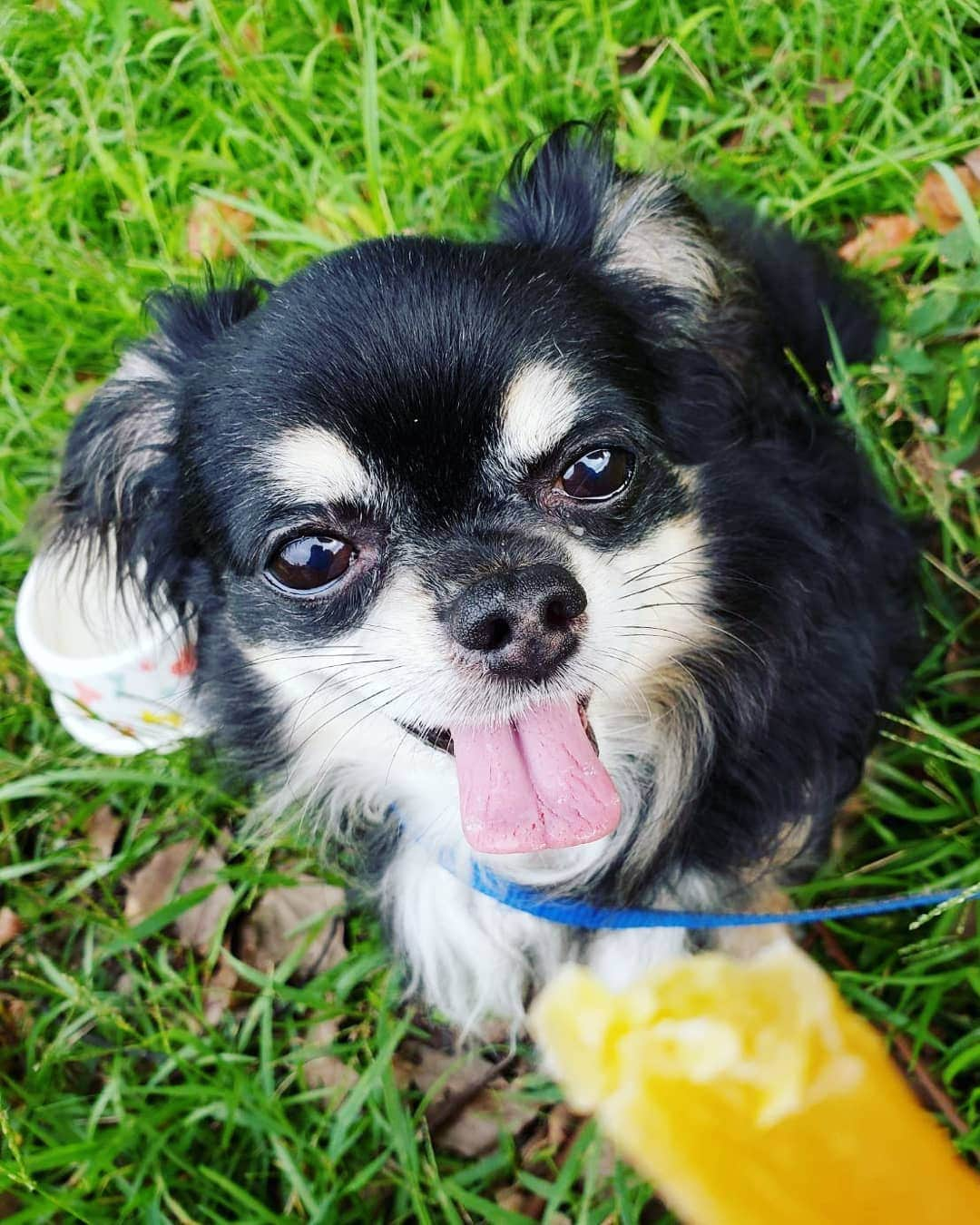 服部ひで子さんのインスタグラム写真 - (服部ひで子Instagram)「🐶チワワのチワくん🐶  昔、お父さんが迷い犬を保護して、届け出たけど飼い主が見つからず、 我が家で飼うことになり、 病院に連れて行った時に、診察券作るために名前を決めなければいけなくて、 決断に迫られ とっさにお父さんが付けた名前🐶🐾 ナイスネーミングセンス(笑)🙆‼️🐾 みんなが飼ってる ペットの名前と、その由来が気になります…😄🌱 #チワワ #ロングコートチワワ」9月26日 22時57分 - hideko_hattori