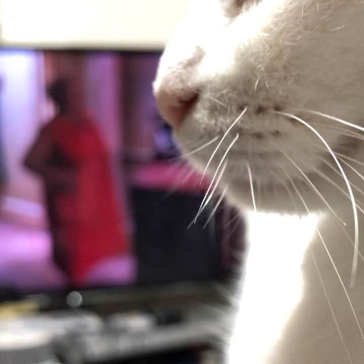 ghemtexのインスタグラム：「好きなシーン #猫 #プレデター2 #わらび餅 #somebodyinthebathroom」