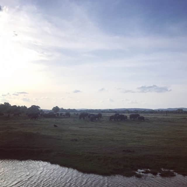 松居瑠里さんのインスタグラム写真 - (松居瑠里Instagram)「スリランカ🇱🇰スリランカカレー大好きになったしジェフリーバワのホテル素敵だったし像にも乗れて毎日がアニマルパニックで大自然の中ゆっくり最高の夏休み〜♬✌️から帰ってきました〜🧖‍♀️」9月27日 10時43分 - rurimatsui