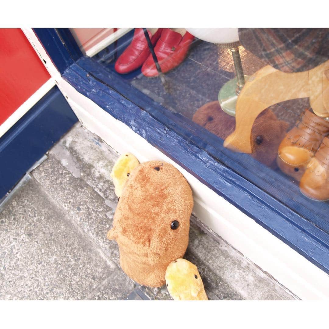 カピバラさんさんのインスタグラム写真 - (カピバラさんInstagram)「ショーウインドウのなかに 気になるものがあるのかな？  #カピバラさん #kapibarasan #水豚君 #ショッピング」9月27日 16時49分 - kapibarasan.official