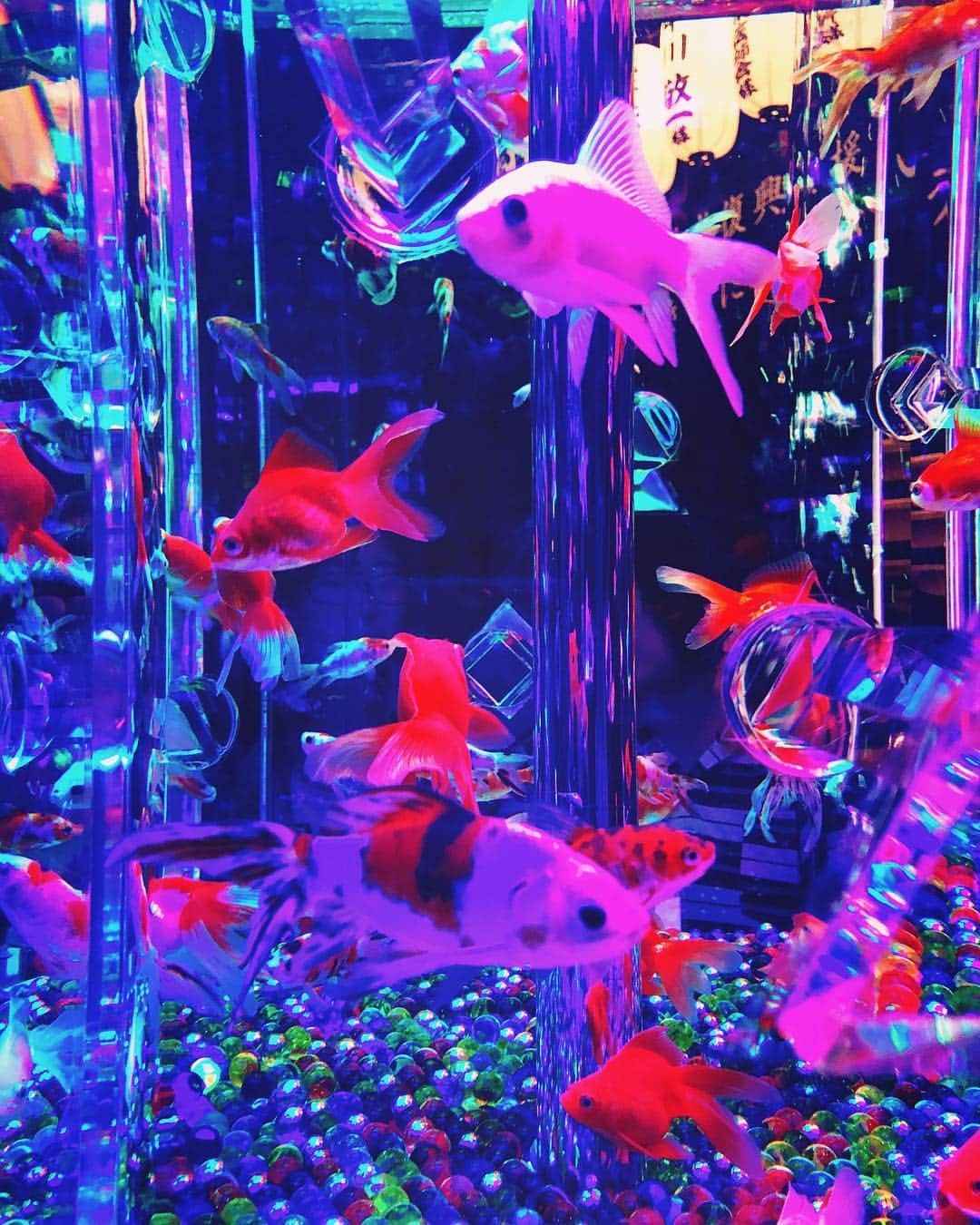 ダーブロウ有紗さんのインスタグラム写真 - (ダーブロウ有紗Instagram)「🐠💜🔮🌈 ・・・ この前ふみ親子とアートアクアリウムに行ってきました🧜🏻‍♀️💫 めっちゃ綺麗で蜷川実花さんの写真の中にいるみたい💕 和×アートも素敵で日本の血が騒いでました👘♫(笑) 息子も前向き抱っこで金魚さんに興味津々👶✨ ・ ・  #アートアクリウム  #金魚アートアクアリウム  #goldfish  #artaquarium」9月27日 17時39分 - alisadurbrow