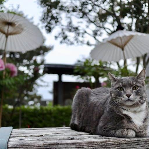 PETomorrowさんのインスタグラム写真 - (PETomorrowInstagram)「「猫の国 山形」シリーズ。前回は山形県天童市の温泉宿で女将を務める看板猫を紹介しましたが、今回はＳＮＳで話題になった、和の世界観に溶け込む人気猫！  #猫　#猫好きさんと繋がりたい #山形　#ねこすたぐらむ #catstagram #cats #japan #love #cute #pet #petomorrow」9月28日 9時25分 - petomorrow